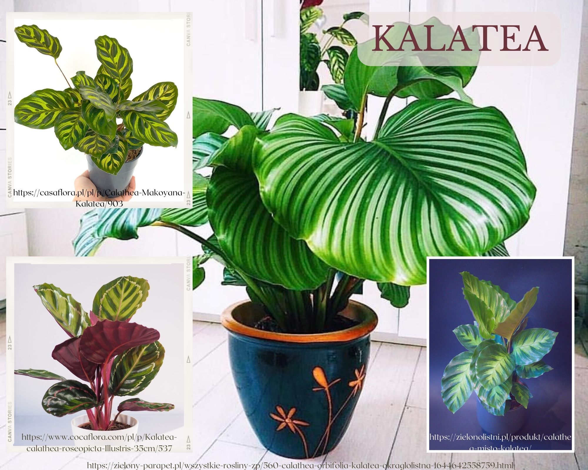 Kalatea to egzotyczna roślina o barwnych, podążających za słońcem liściach. Jej pochodzenie naturalne sprawia, że jest wymagająca.