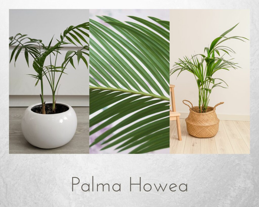 Palma howea, zwana także kencją