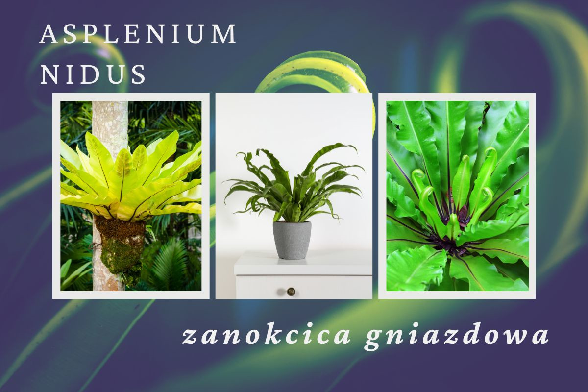 zanokcica gniazdowa - prosta w uprawie a jednocześnie efektowana, tropikalna paproć