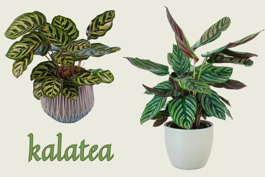 Kalatea to egzotyczna roślina o barwnych, podążających za słońcem liściach. Jej pochodzenie naturalne sprawia, że jest wymagająca.