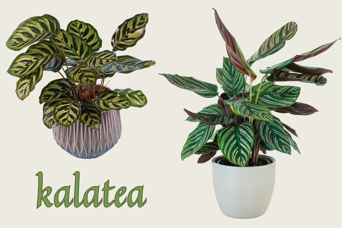 Kalatea to egzotyczna roślina o barwnych, podążających za słońcem liściach. Jej pochodzenie naturalne sprawia, że jest wymagająca.