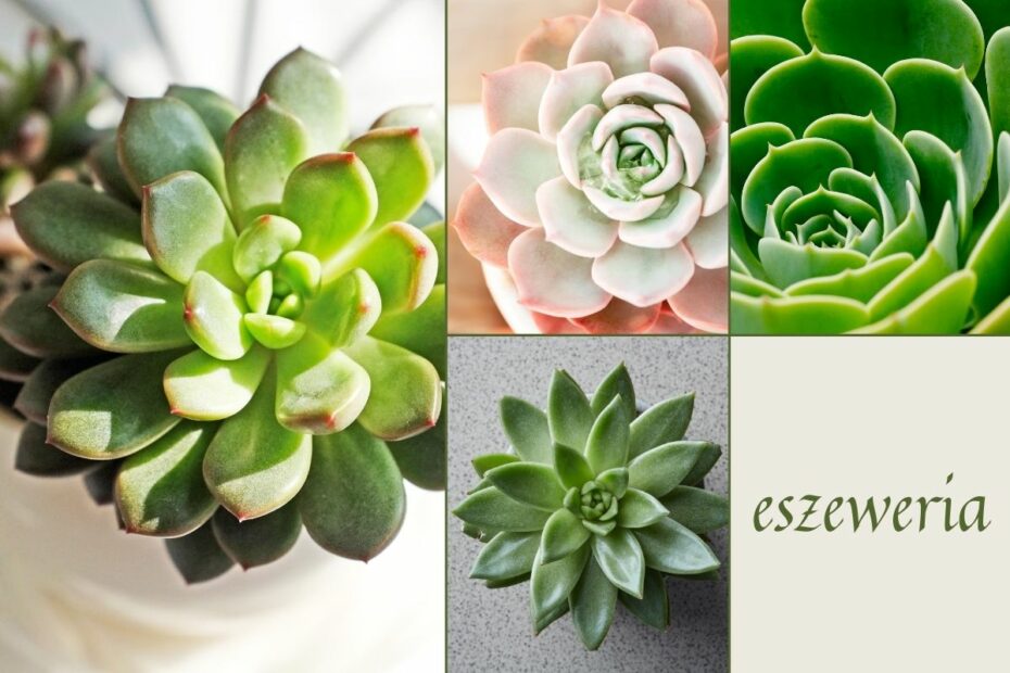 ESZEWERIA, a właściwie eszewerie, to sukulenty osiągające średnicę do 15 cm. Odpowiednio zaopiekowane mogą zakwitnąć.