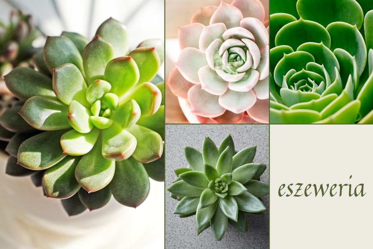 ESZEWERIA, a właściwie eszewerie, to sukulenty osiągające średnicę do 15 cm. Odpowiednio zaopiekowane mogą zakwitnąć.