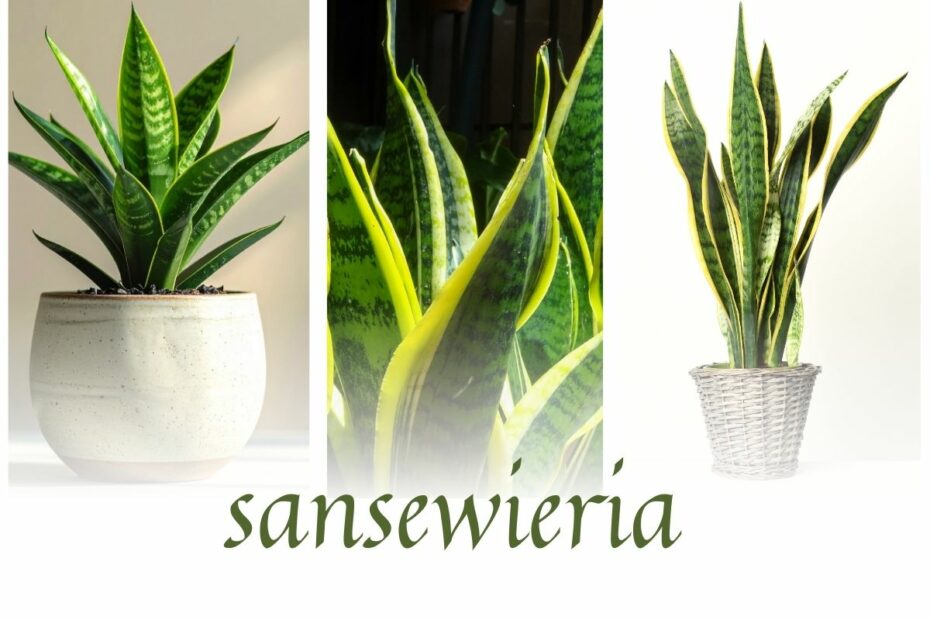 Sansewieria - wężownica - język teściowej: roślina łatwa w uprawie i oczyszczająca powietrze. Niestety nie ma zgodności co do tego, czy jest bezpieczna dla człowieka.