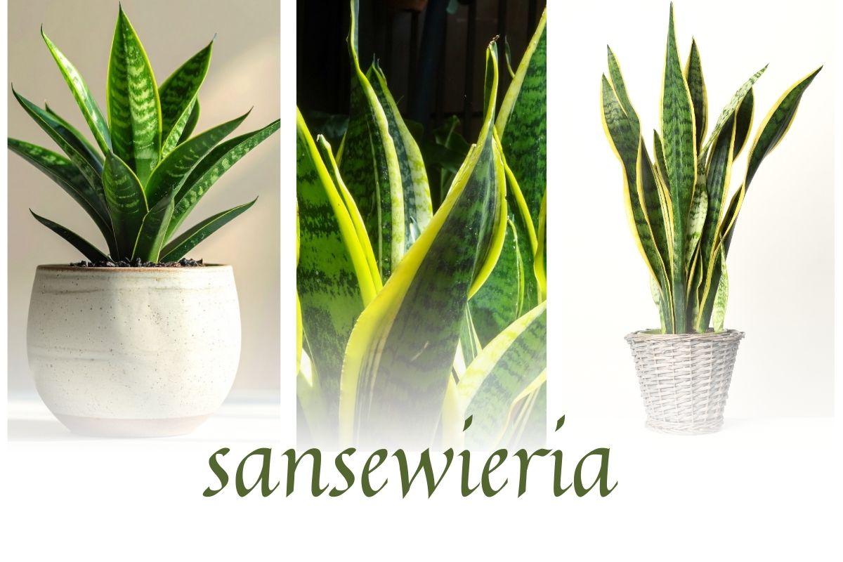 Sansewieria - wężownica - język teściowej: roślina łatwa w uprawie i oczyszczająca powietrze. Niestety nie ma zgodności co do tego, czy jest bezpieczna dla człowieka.